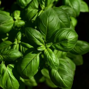 Basil, Sweet