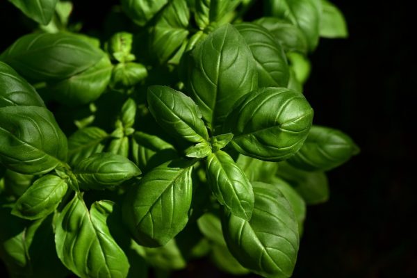 Basil, Sweet